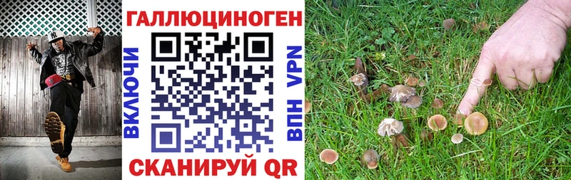 Псилоцибиновые грибы Psilocybine cubensis Буйнакск