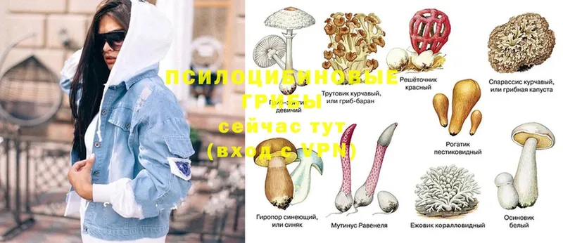 хочу Буйнакск Галлюциногенные грибы MAGIC MUSHROOMS